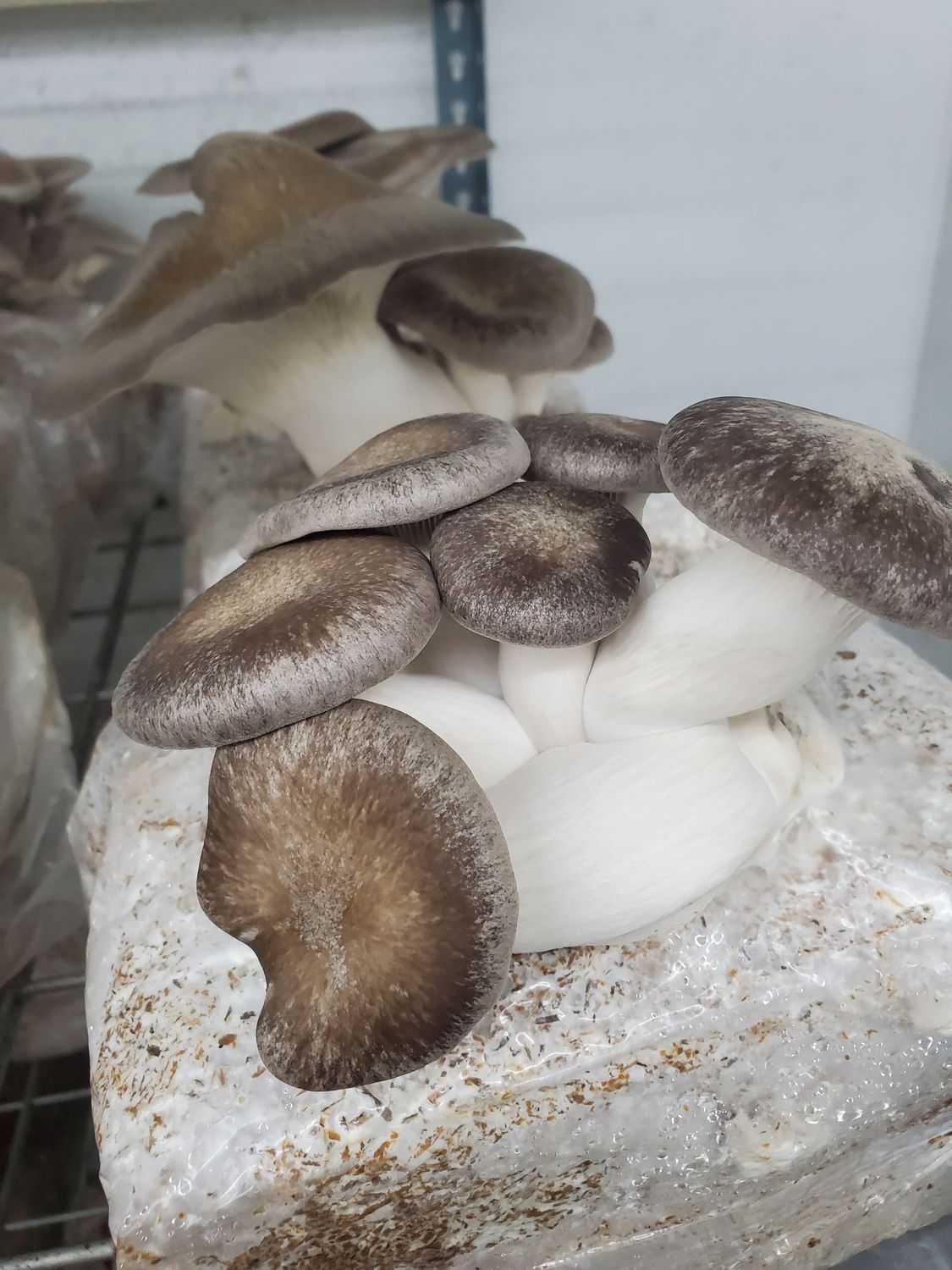 Pleurotus Hybrid - Black Pearl King