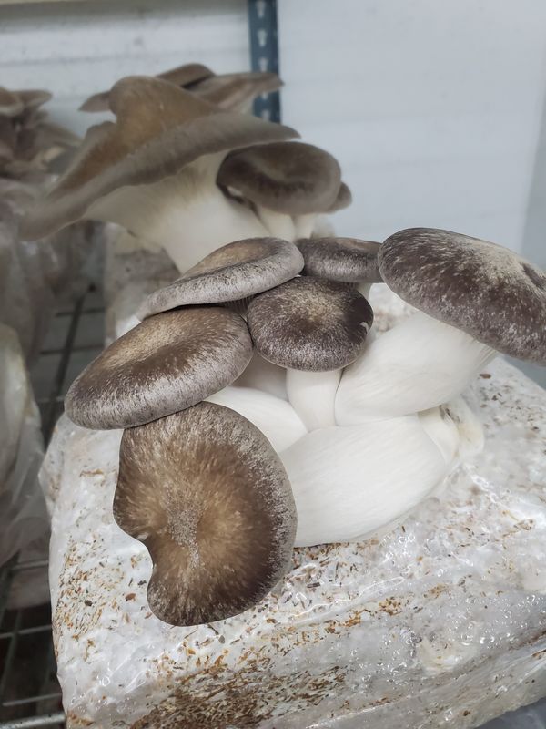 Pleurotus Hybrid - Black Pearl King