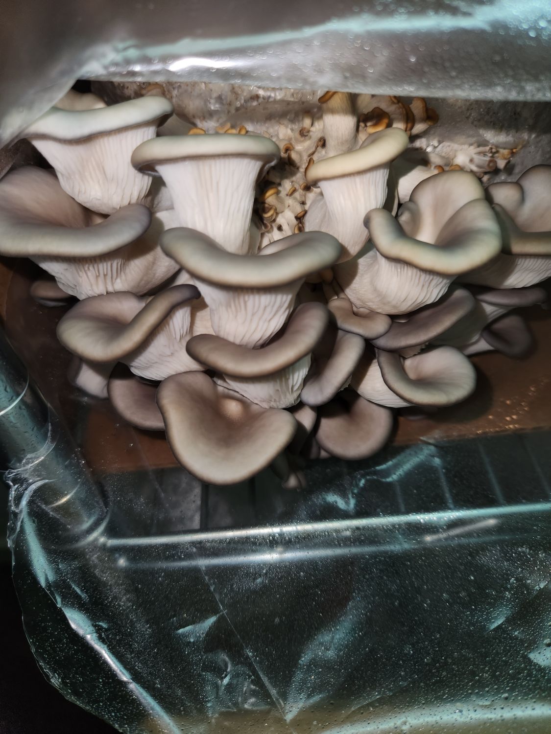 Pleurotus Ostreatus - Blue Oyster