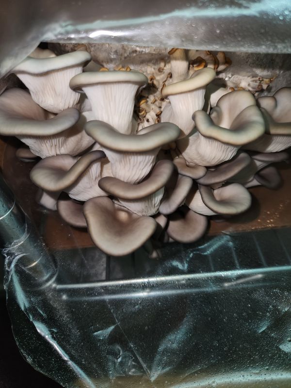 Pleurotus Ostreatus - Blue Oyster