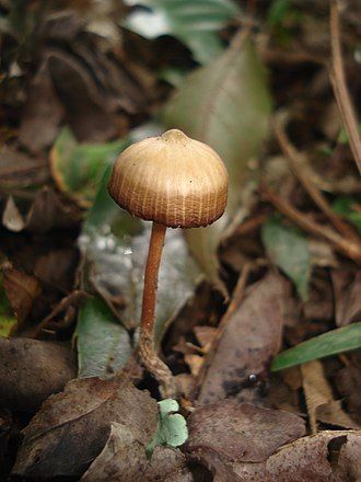 Psilocybe Subtropicalis (Wild)