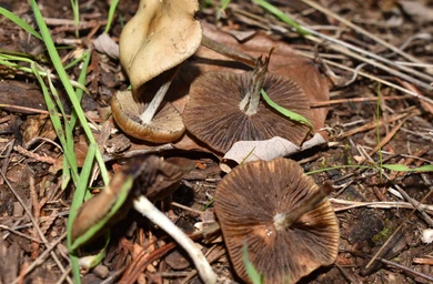 Psilocybe Cyanescens