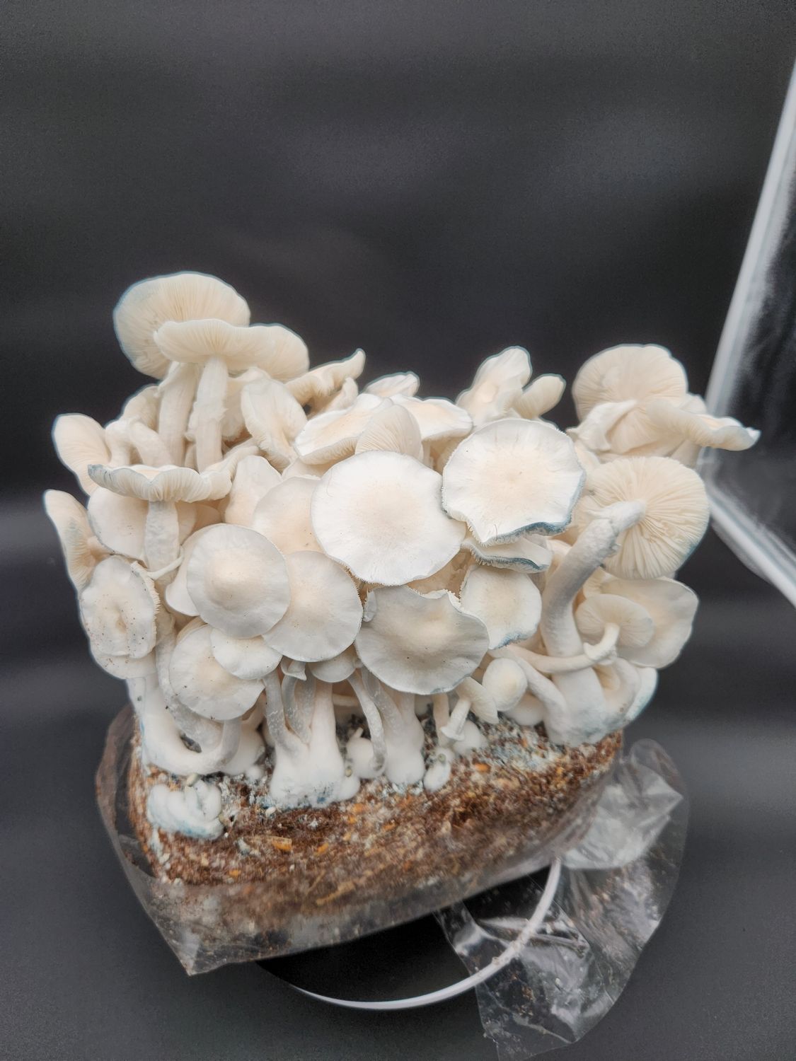 Albino Trinity Iso