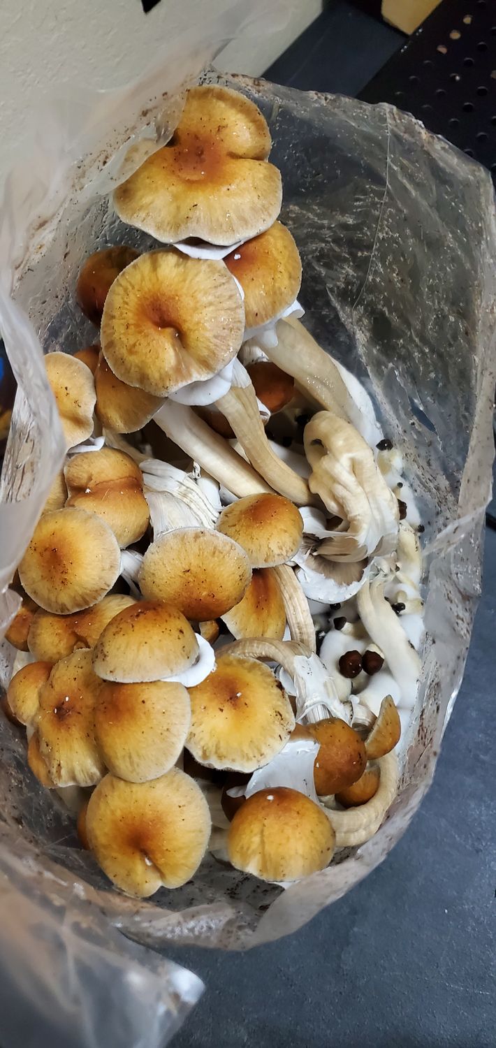 Golden Teacher