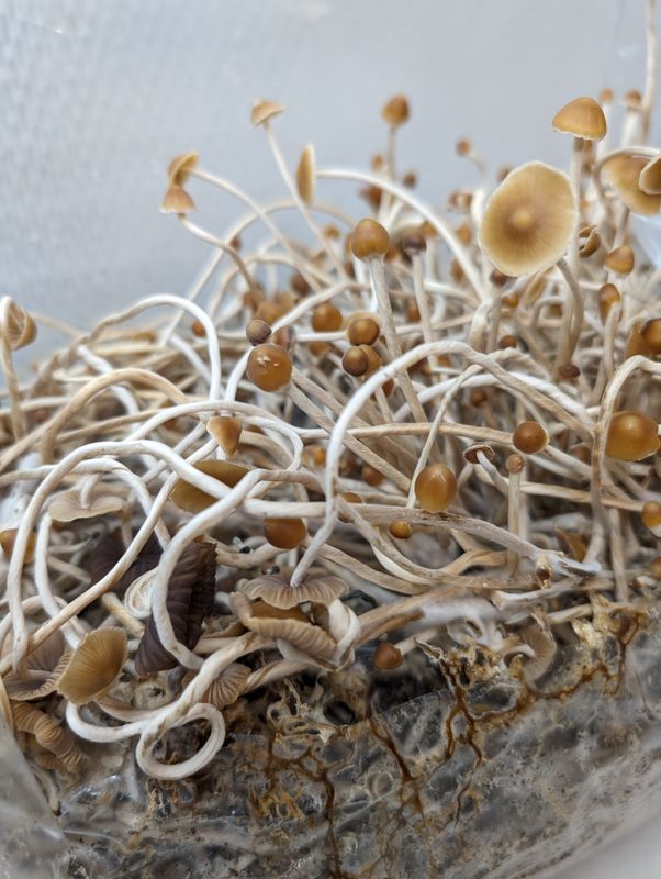 Psilocybe Mexicana - Wild B1