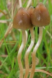 Psilocybe semilanceata
