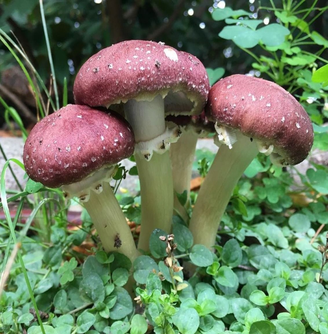 Stropharia rugosoannulata -  Wine Cap