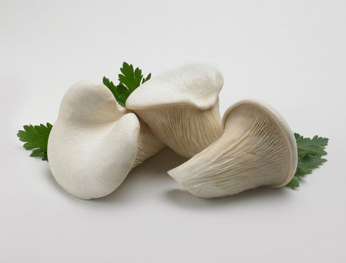 Pleurotus Neberodensis