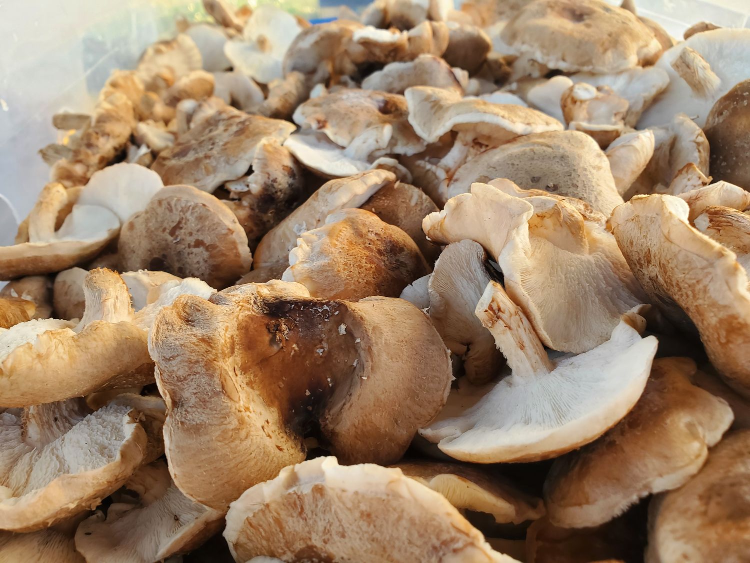 Lentinus Edodes - Shiitake