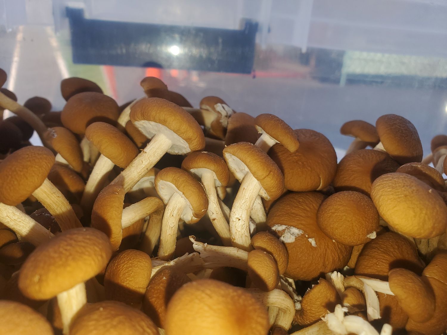 Cyclocybe Aegerita - Pioppino