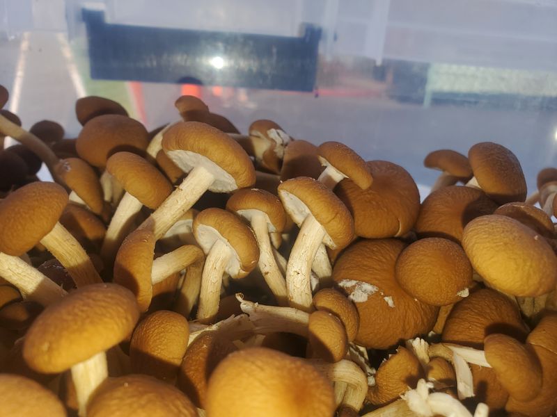Cyclocybe Aegerita - Pioppino