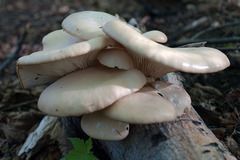 Pleurotus Populinus - Almond Oyster