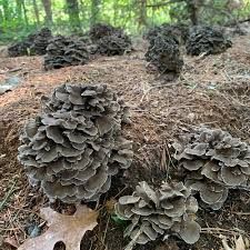 Grifola Frondosa - Maitake