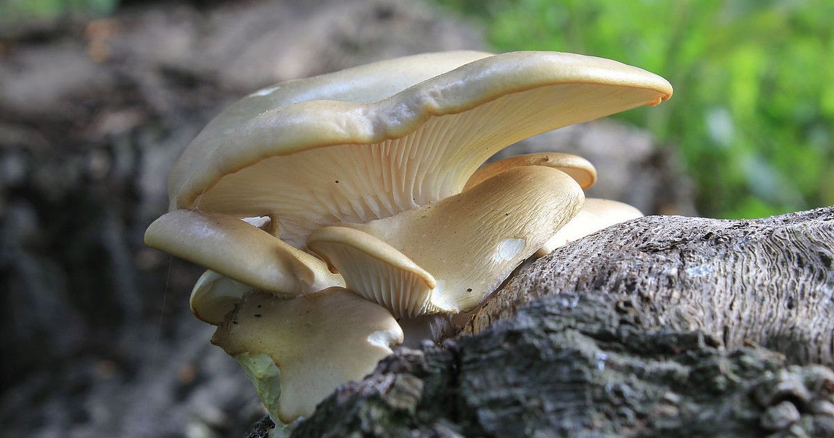 Pleurotus Ostreatus - Wild South Dakota Iso