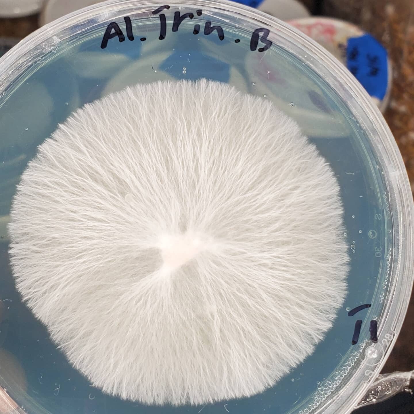 Research Plate (90mm)