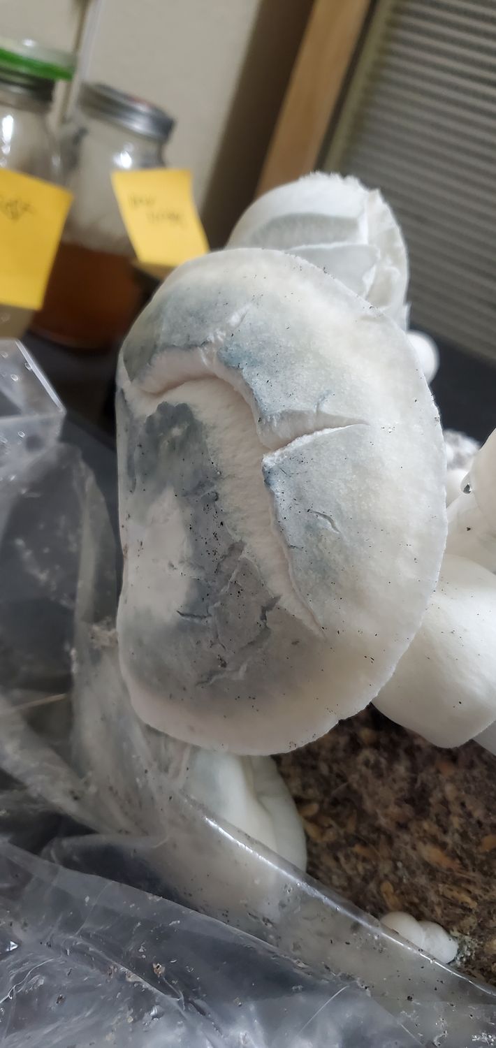 Iceberg