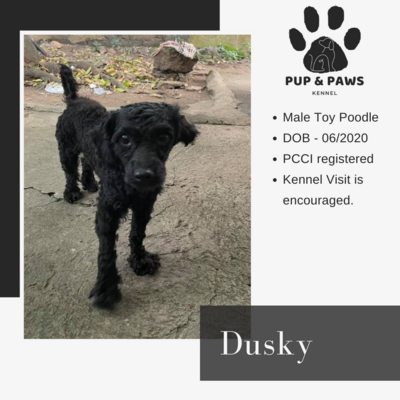 Dusky