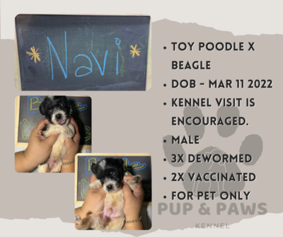 Poogle Pups (Toy Poodle x Beagle)