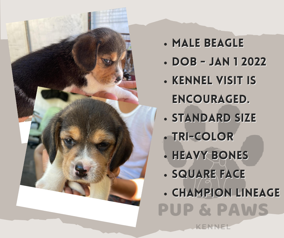 Beagle Male