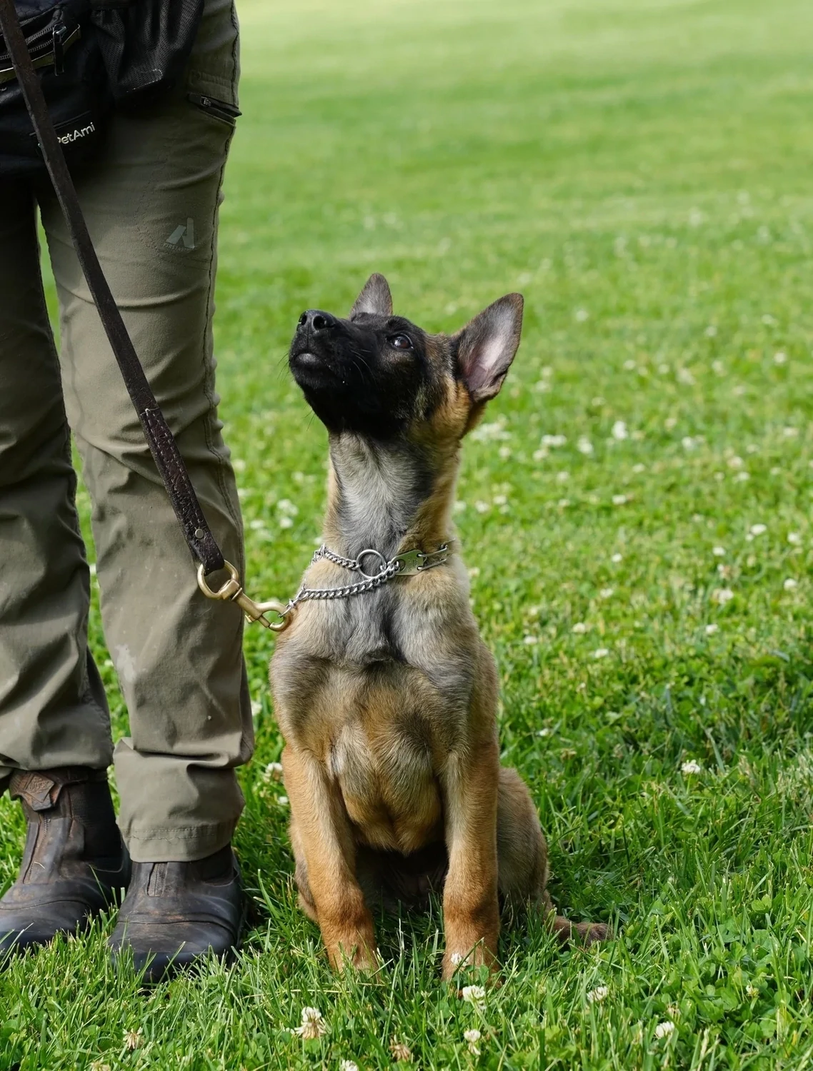 Dog Training Certifications