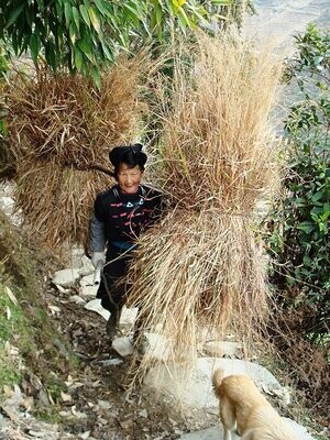 Photo d'une paysanne chinoise