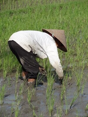 Une Balinaise repiquant le riz