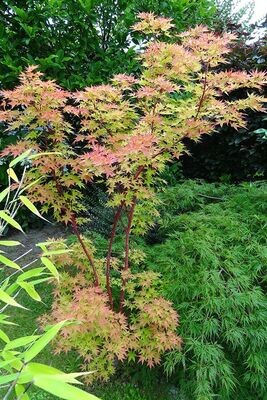 Erable japonais - Acer palmatum Sangokaku (senkaki)