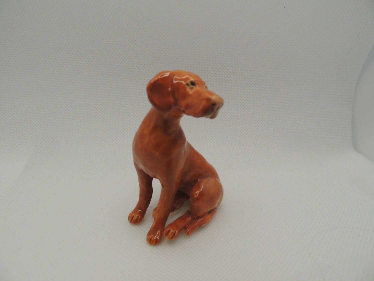 Hungarian Vizsla Sitting