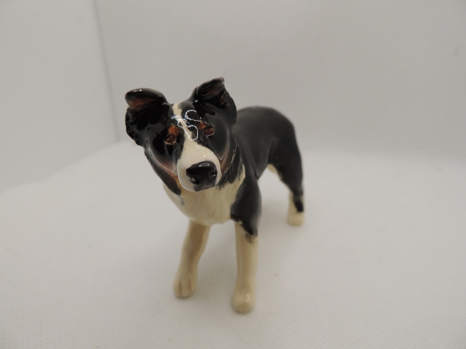 border collie, Tricolour 