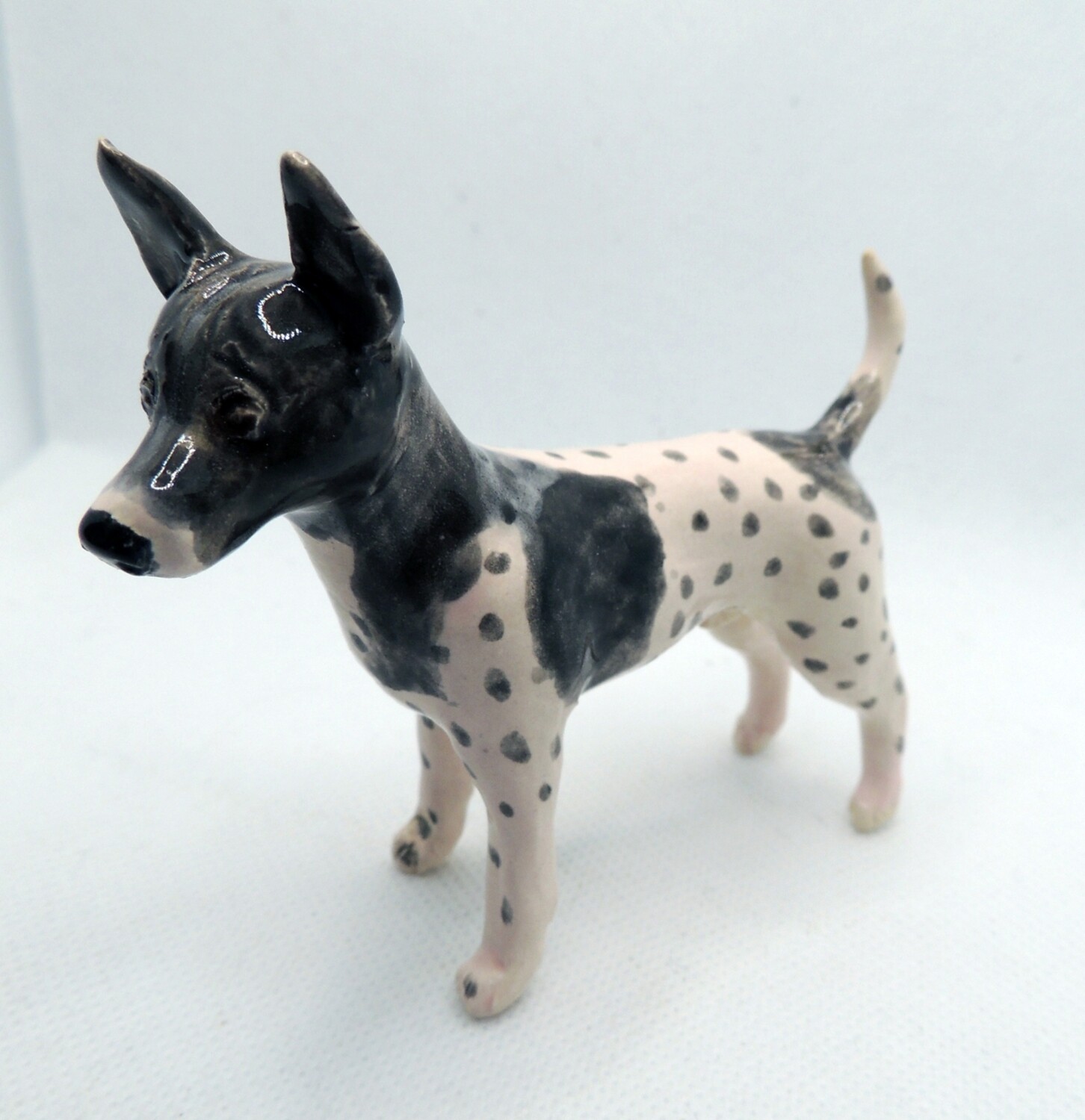 American hairless terrier