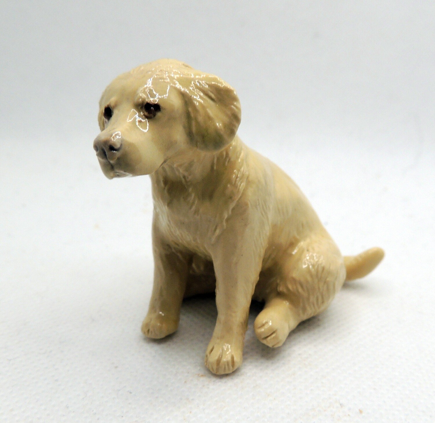 Golden retriever sitting
