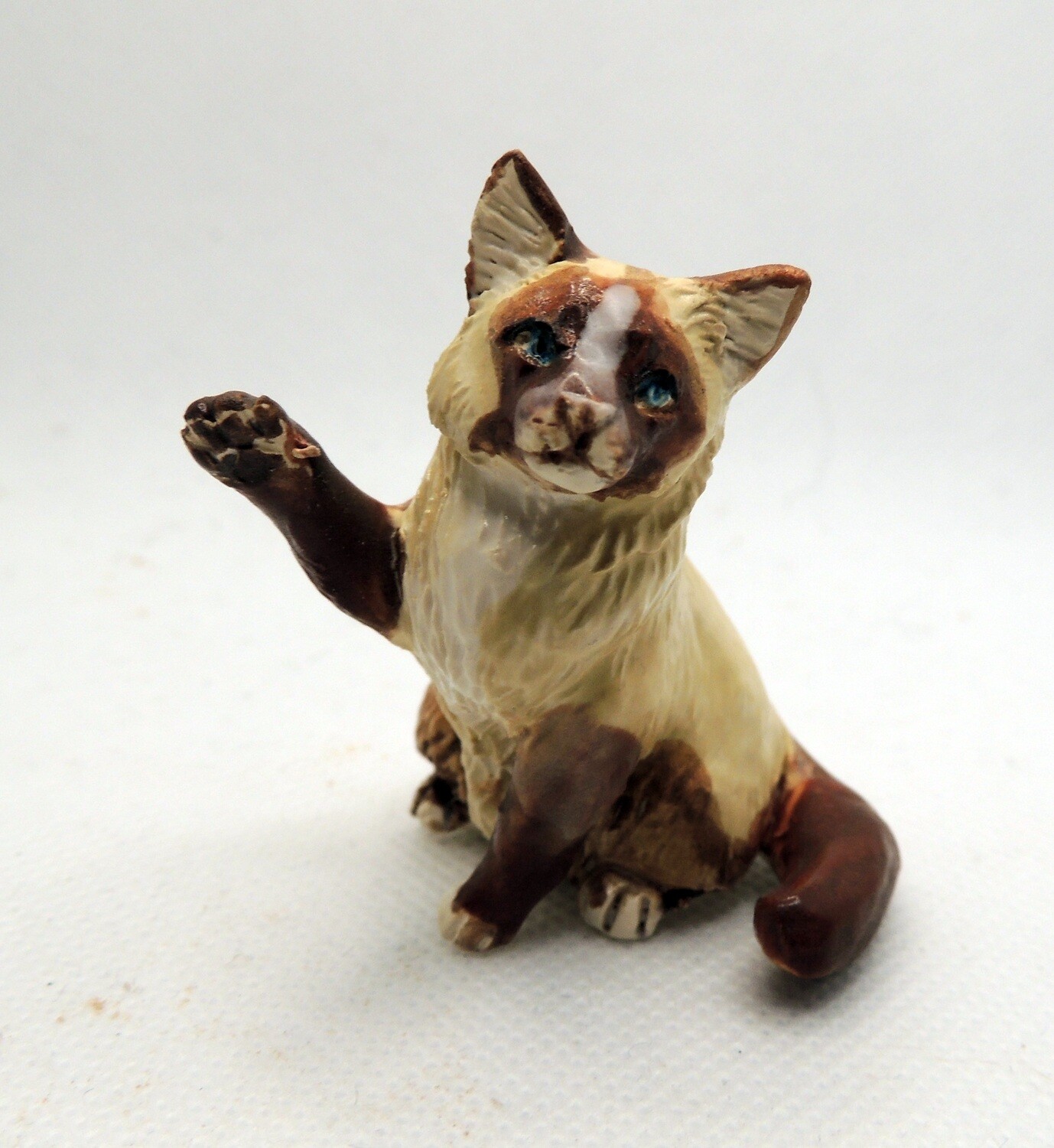 Ragdoll cat