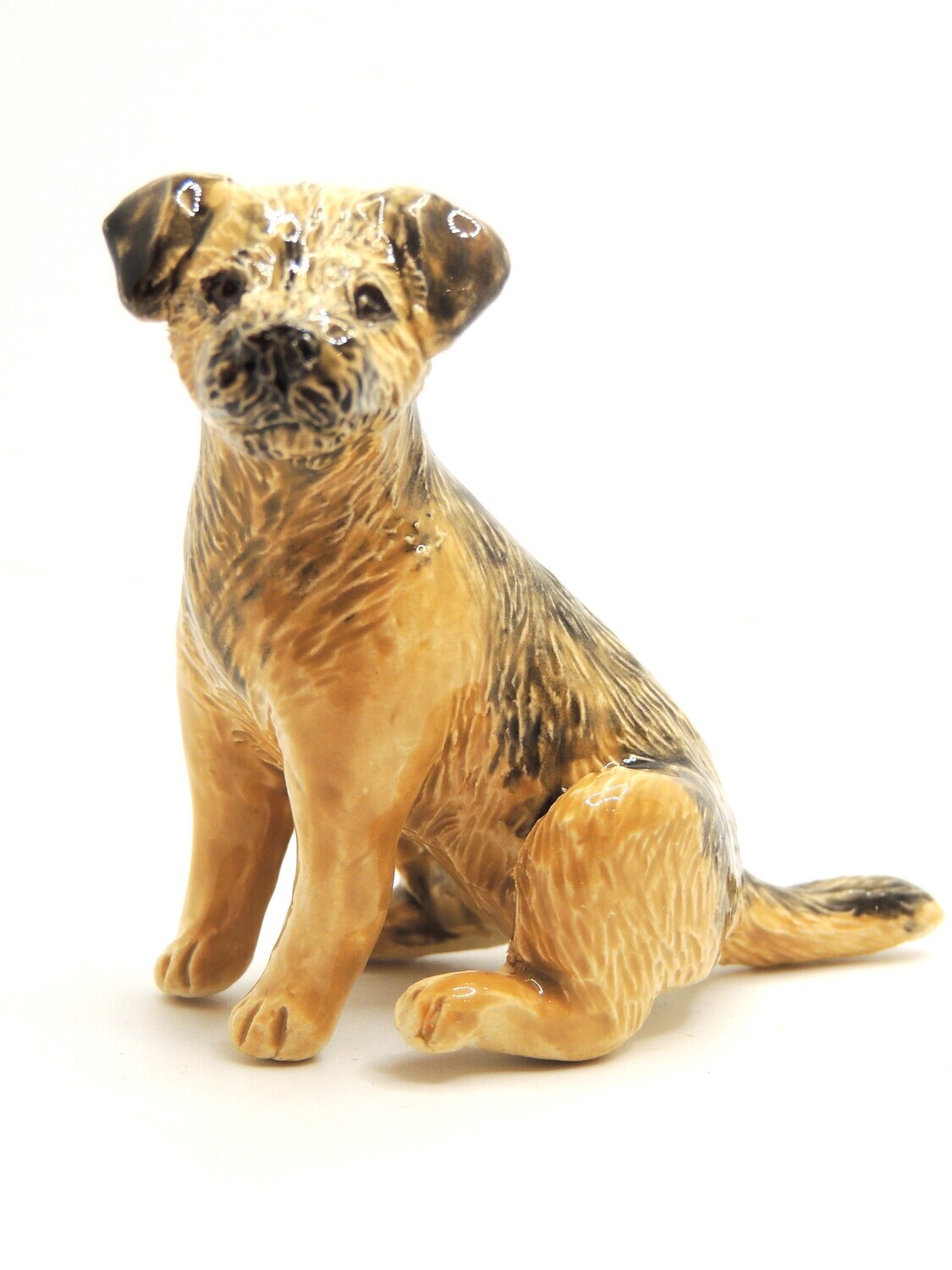 Border terrier, sitting