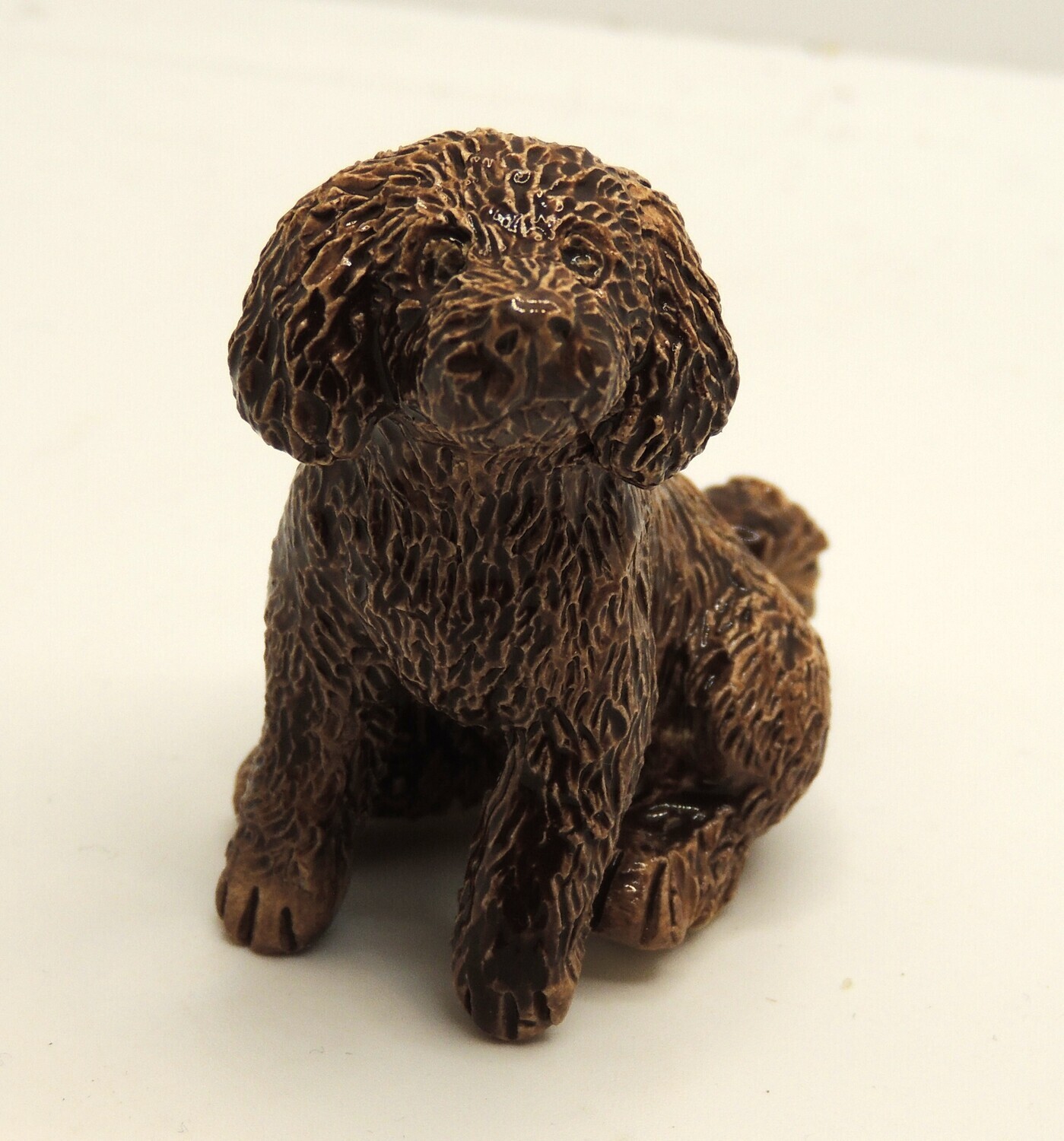 Cockerpoo, liver, looking up