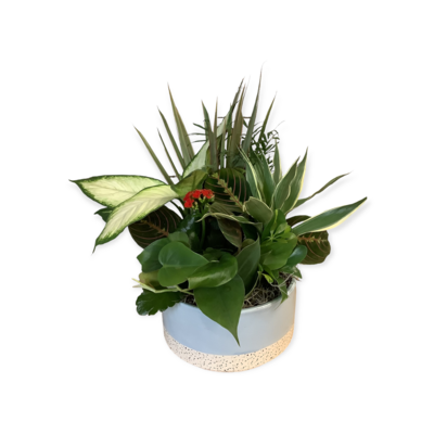 Ceramic Dish Garden