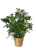 10” Schefflera Plant in Basket