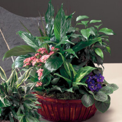 Plants