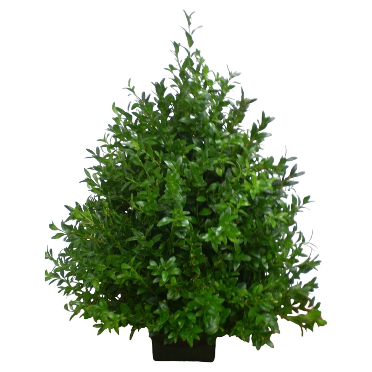 Boxwood Tree 2025