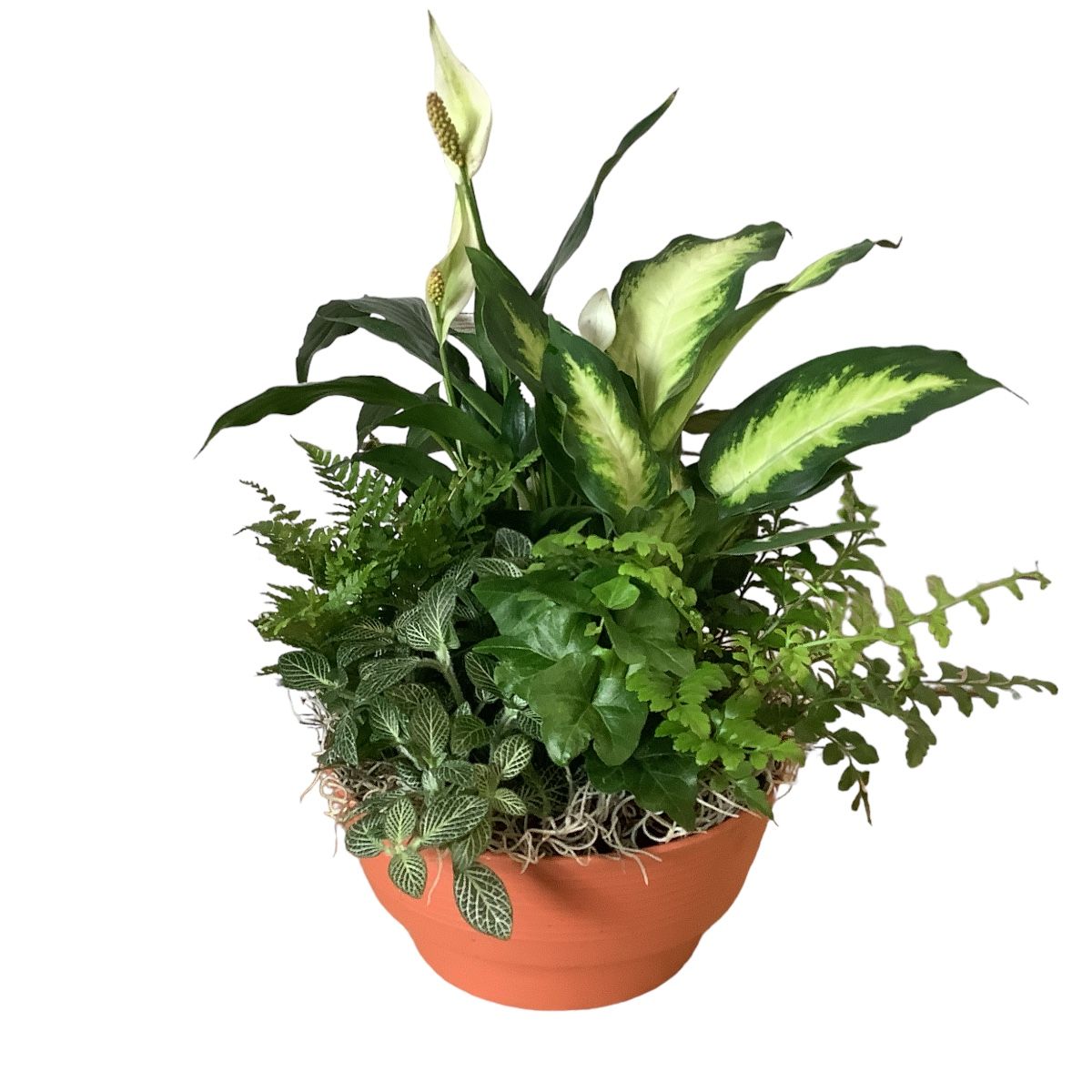 Serene Wishes Dish Garden