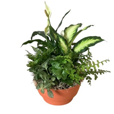 Serene Wishes Dish Garden