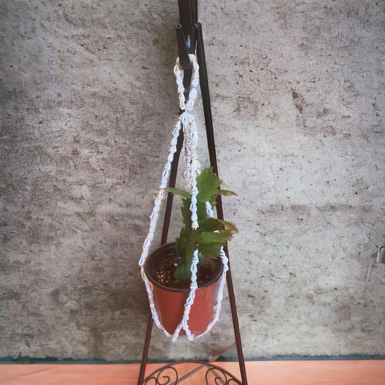 Seashell Plant Hanger Seashell Plant Hanger