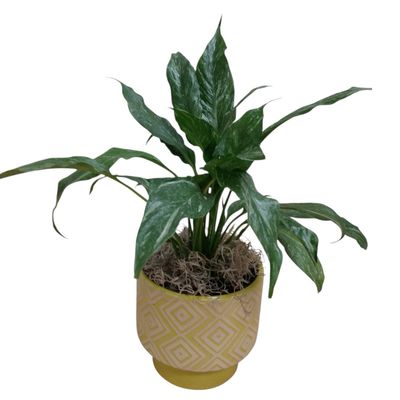 Sunny Sunshine Serenity Peace Lily Sunny Sunshine Serenity Peace Lily