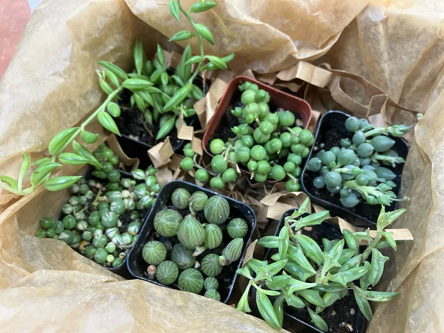 Trailing Treasures Bundle Trailing Treasures Bundle