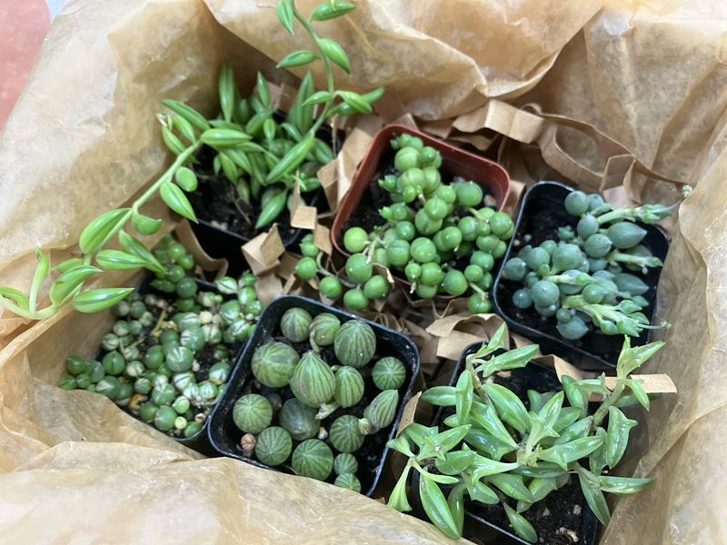 Trailing Treasures Bundle Trailing Treasures Bundle