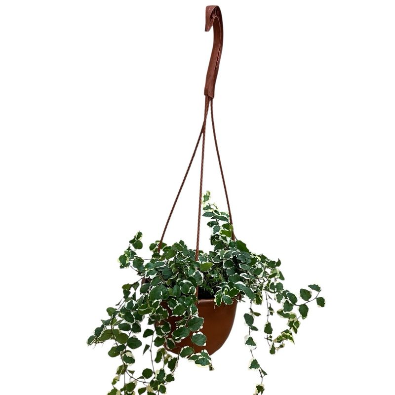 6” Variegated Creeping Fig 6” Variegated Creeping Fig