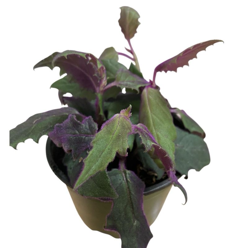 4” Purple Passion Plant 4” Purple Passion Plant