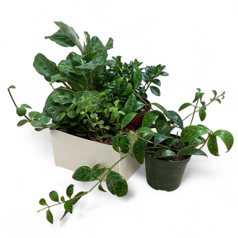 Paw-Safe Plant Collection Paw-Safe Plant Collection