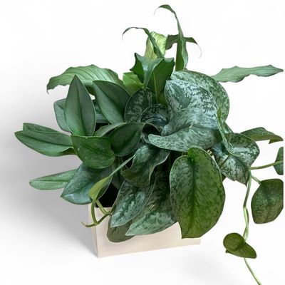 The Peaceful Greenery Collection