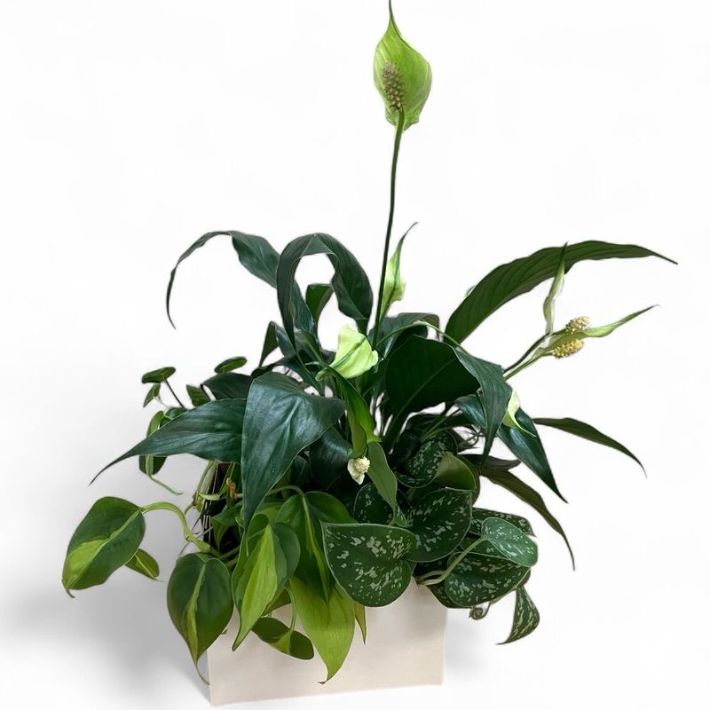 Beginner-Friendly Plant Collection Beginner-Friendly Plant Collection