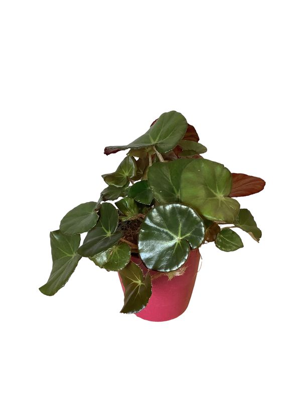 5” Beefsteak Begonia